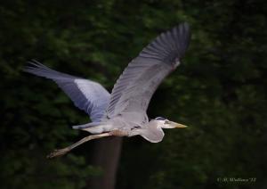 1-great-blue-heron-in-flight-brian-wallace